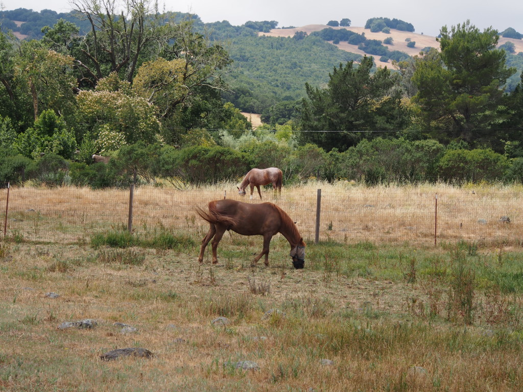 sonoma mountain horse fence 