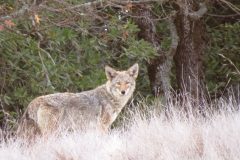 Wildlife on the Mountain