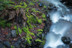 Matanzas Creek headwater at North Sonoma Mountain Regional Park - Frank Schulenburg