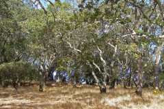 Oak Woodland in along the edge of Graham Creek