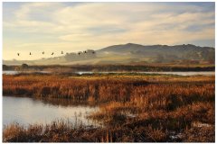 Petluma Marsh-Hess