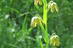 Mountain Wildflowers - Van Hoosear