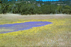 Mountain Meadow