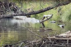 Beavers