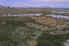 Laguna de Santa Rosa - East